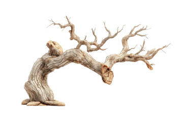 PNG Gnarled bonsai: twisted, ancient tree with bare branches on black background