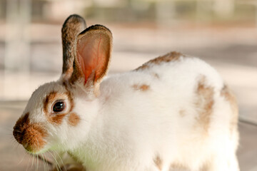 Studio Portrait of a Domestic Rabbit