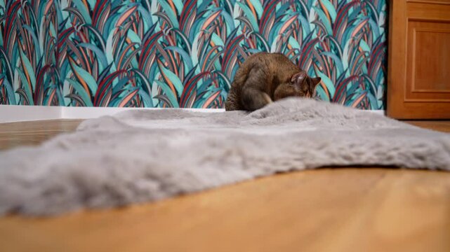 Cat tramples the carpet on floor with its paws. Cat kneads the blanket with its paws. Beautiful Cat eyes nose, face with whiskers close up.  British chinchilla cat face. Cats and pet.