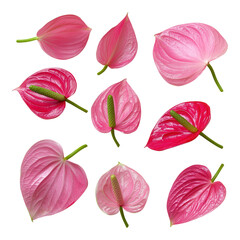 Nine vibrant pink anthurium flowers with glossy, heart-shaped spathes and prominent spadices.