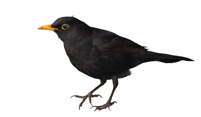 Common blackbird, Turdus merula, isolated on white background, clipping