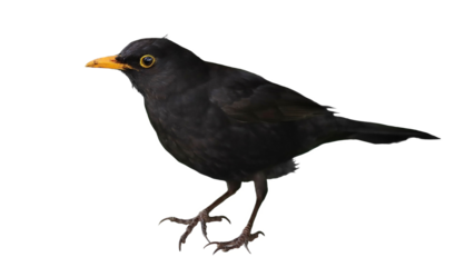 Common blackbird, Turdus merula, isolated on white background, clipping