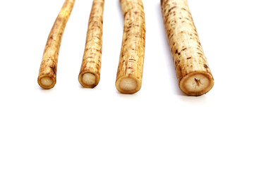 Fresh burdock roots or gobo roots