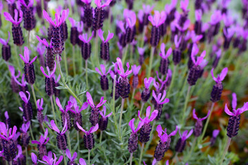 Beautiful purple flowers of French Lavender