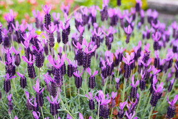 Obraz premium Beautiful purple flowers of French Lavender