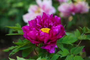 Obraz premium Beautiful flower of paeonia plant