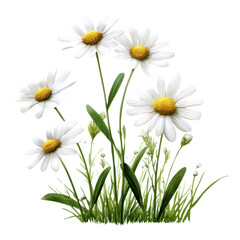 Cluster of blooming white daisies with yellow centers and green stems.