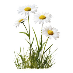 White daisies with yellow centers standing among green grass.