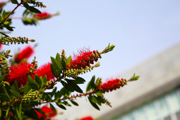 Red flower of bottle brush tree