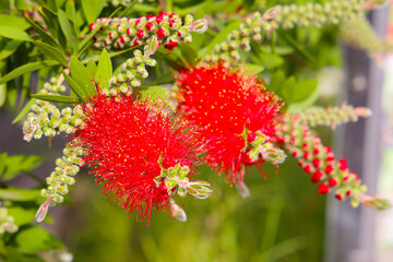 Red flower of bottle brush tree