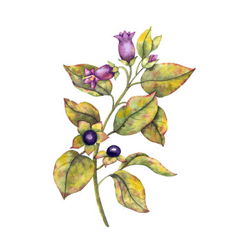 Watercolor botanical illustration belladonna, Atropa belladonna with flowers and dark berries. for educational, medical, pharmaceutical, mystical, or Halloween, for illustrating danger, toxicity.