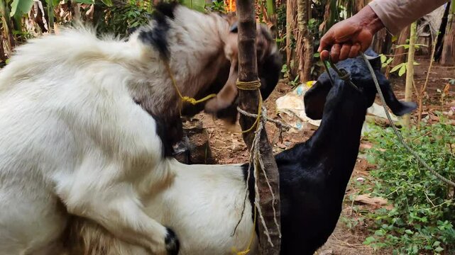 the process of mating male and female goats is done conventionally. This process is carried out to produce goat offspring.