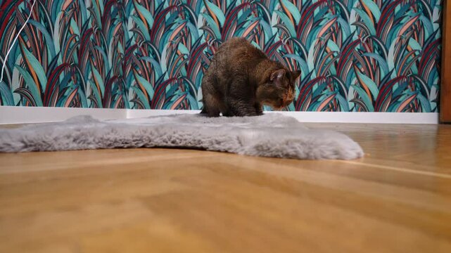 Cat tramples the carpet on floor with its paws. Cat kneads the blanket with its paws. Beautiful Cat eyes nose, face with whiskers close up.  British chinchilla cat face. Cats and pet.