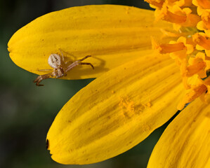 A Crab Spider (Thomisidae) sits in wait on the bloom of a Western Hawksbeard (Crepis occidentalis)...
