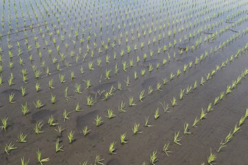 Fototapeta premium 田植え直後の水田風景