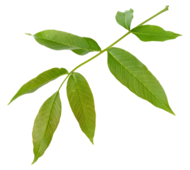 Single fresh green walnut leaf Juglans regia, isolated background
