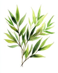 Obraz premium Charming Watercolor Bamboo Leaves: An Isolated Illustration of Natural Beauty for Artistic Decoration