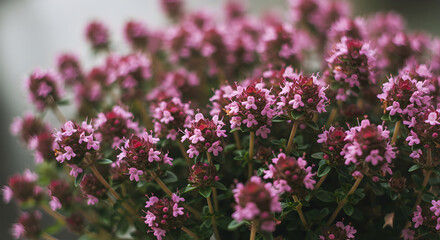 Crimson Thyme Blossoms: Close-Up of aromatic Herb for Culinary or Medicinal
