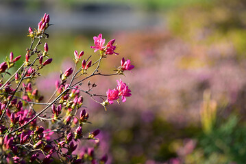 Beautiful pink Rhododendron roseum rehder blooming in the garden. Close-up of wild azalea flowers blooming in spring
