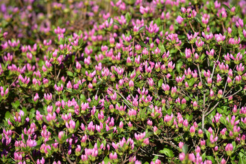 Close-up of purple Rhododendron indicum buds in spring. Azalea bushes are blooming in the garden. Beautiful natural background