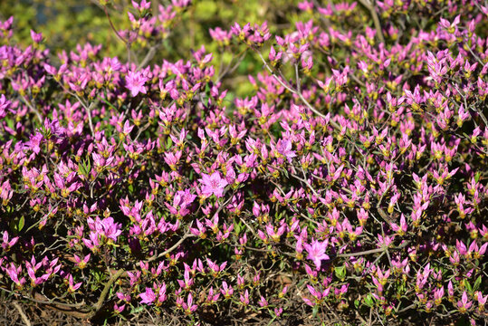 Beautiful purple Rhododendron rubropilosum Hayata blooming in spring. Close-up of a pink ericaceae semi-deciduous plant flowers bloom in a garden