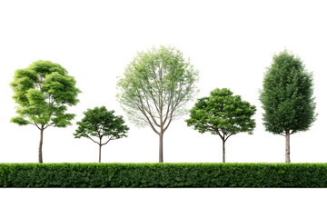 Obraz premium Trees and hedge row isolated on black background on transparent background
