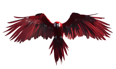  red macaw flying with spread wings, png transparent background, png file