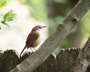 Carolina Wren Perched on an Old Wooden Fence and Photographed at Eye Level