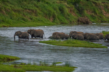 Elephant herd crossing river in Kruger national park