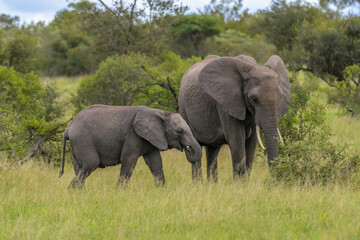 Fototapeta premium Elephant baby landscape in Kruger national park safari