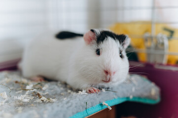 Close-up of a guinea pig sitting in its cage. Pet lifestyle, calm atmosphere, home animal care...