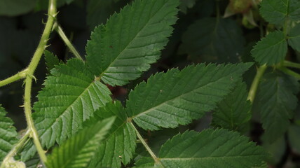 Close-up of Green Leaf with Water Droplets Texture Background for Fresh and Natural Concepts