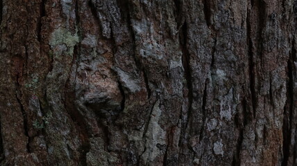 Detailed Tree Bark Texture with Deep Grooves Background for Rustic and Natural Backdrops