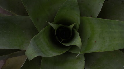 Close-up of Green Succulent Plant Texture Background for Natural and Minimalist Designs