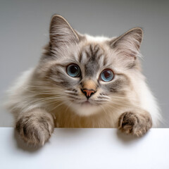 Obraz premium Ragdoll cat portrait