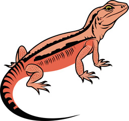 Fototapeta premium uromastyx lizard animal vektor