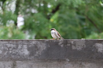 great spotted woodpecker
