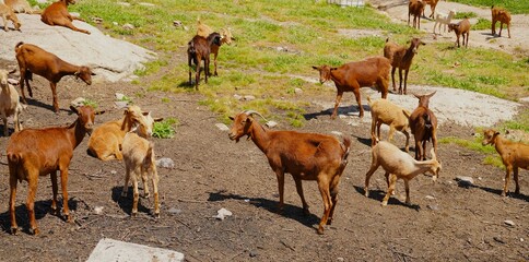 Peque&ntilde;o reba&ntilde;o de cabras de una granja.