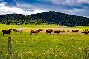 Grupo de vacas pastando en un prado verde.