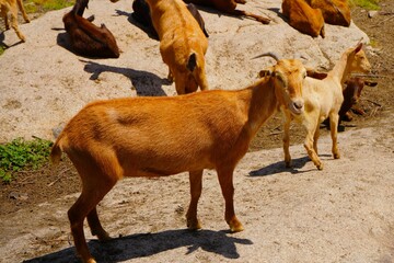 Pequeño rebaño de cabras de una granja.