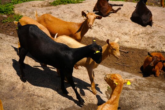Peque&ntilde;o reba&ntilde;o de cabras de una granja.