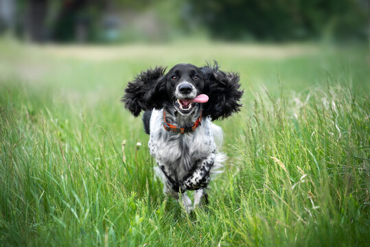 A cheerful black and white spaniel dog with long furry ears runs on green grass. A walk with a hunting dog in the field.