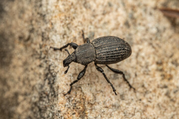 insectos y otros artrópodos de Castellón, España