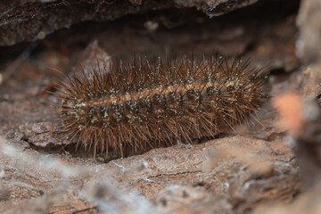 insectos y otros artrópodos de Castellón, España