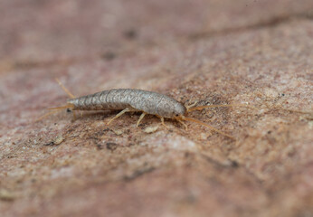 insectos y otros artrópodos de Castellón, España