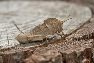 insectos y otros artrópodos de Castellón, España