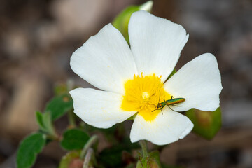 Insectos polinizadores en bosques de Castellón, España