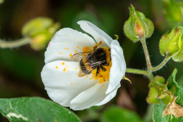 Insectos polinizadores en bosques de Castellón, España