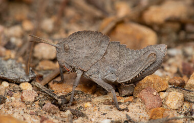 insectos y otros artrópodos de Castellón, España