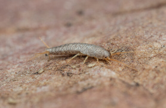 insectos y otros artr&oacute;podos de Castell&oacute;n, Espa&ntilde;a